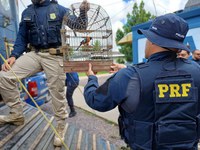 Policia Rodoviária Federal resgata aves comercializadas ilegalmente
