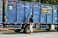 São Cristóvão/SE: PRF identifica donos de animais soltos na BR-101