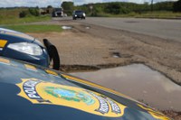 Estância/SE: PRF liberta pássaro silvestre