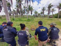 Estância/SE: PRF resgata 19 pássaros silvestres em ônibus de viagem