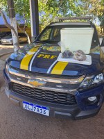 PRF apreende carnes de animais silvestres transportadas ilegalmente em Gurupi/TO