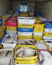 PRF apreende 7 toneladas de pescado transportadas irregularmente em Nova Olinda/TO