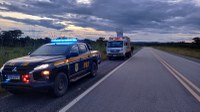 PRF e forças de segurança realizam operação de recolhimento de animais em rodovias do Tocantins
