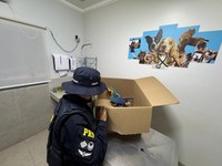 PRF resgata arara-canindé ferida após atropelamento na BR-153, em Gurupi/TO