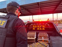 PRF resgata cerca de 400 aves silvestres em veículo de passeio em Araguaína/TO