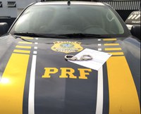 PRF prende homem por dívida de pensão alimentícia em Guaraí/TO