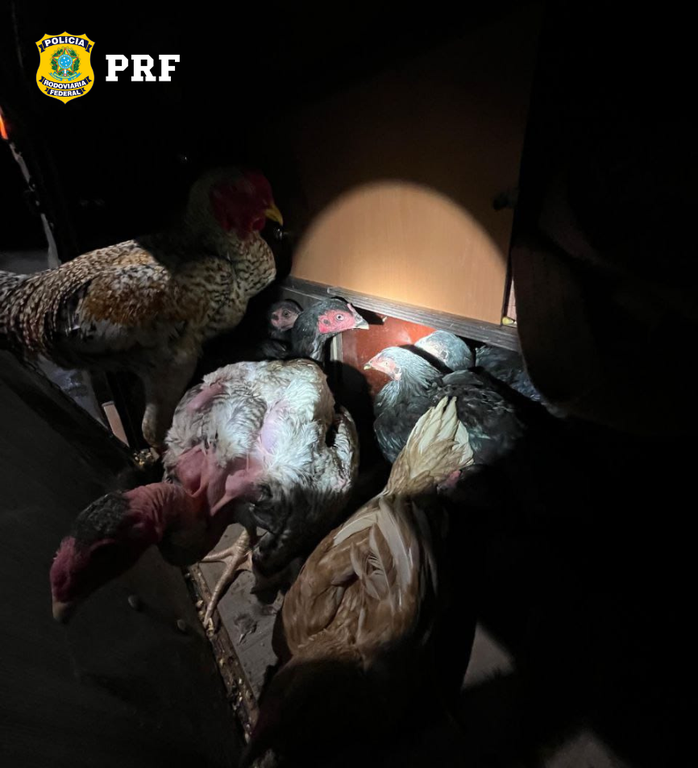 PRF Maus tratos Araguaína 3.png