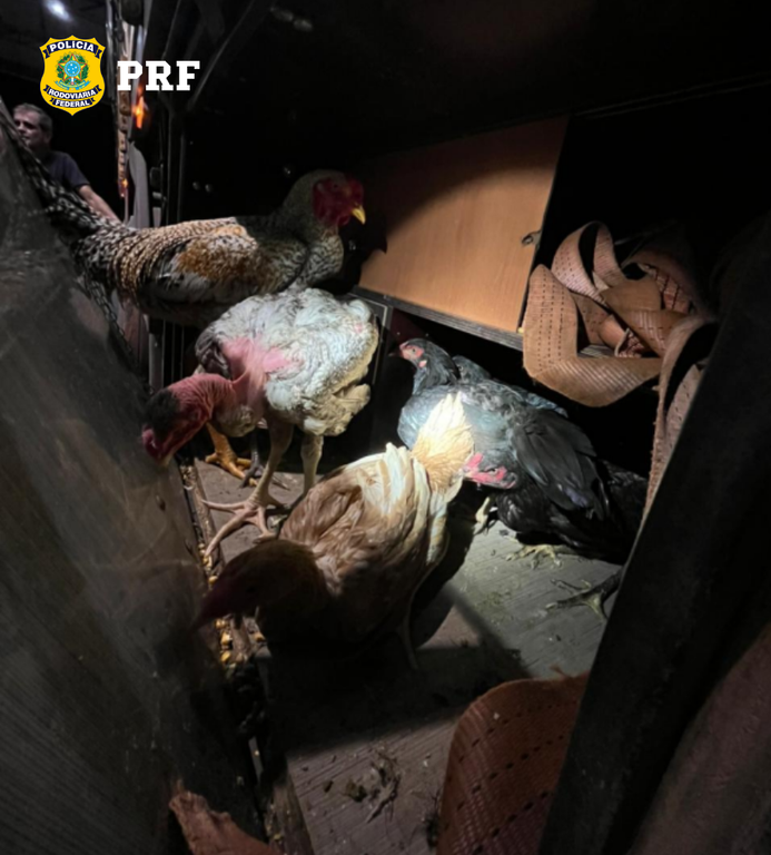 PRF Maus tratos Araguaína 4.png