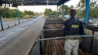 Policial rodoviário federal inspeciona carga de madeira transportada em caminhão durante fiscalização em unidade operacional da PRF. A carga ocupa grande parte da carroceria do veículo, estacionado em área coberta de fiscalização rodoviária.