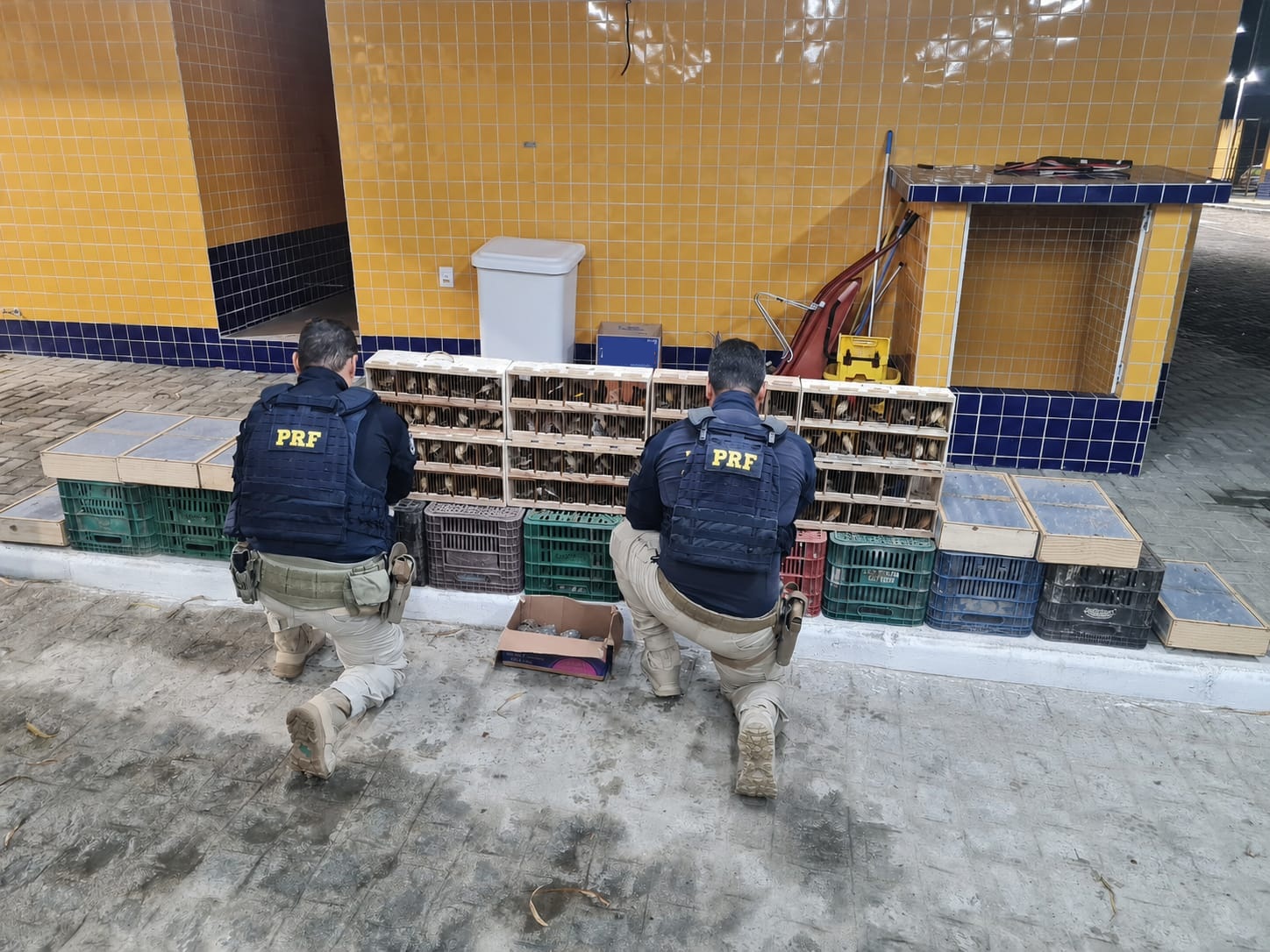 A imagem mostra dois agentes da PRF em frente a gaiolas com passaros