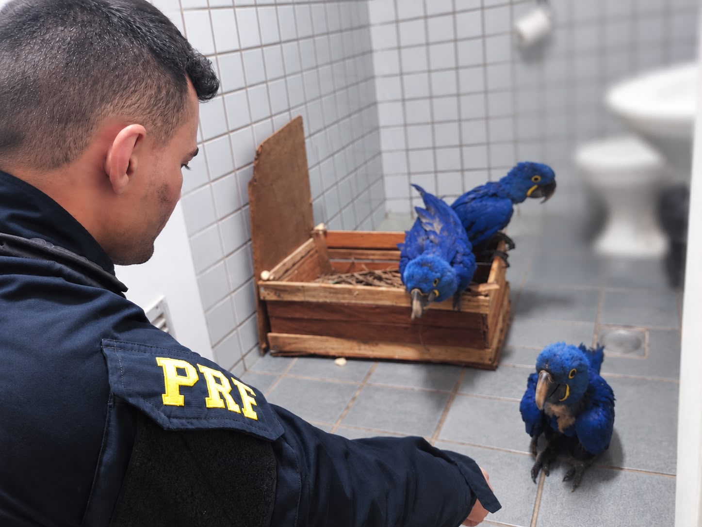 Ocorrencia de resgate de araras PRF