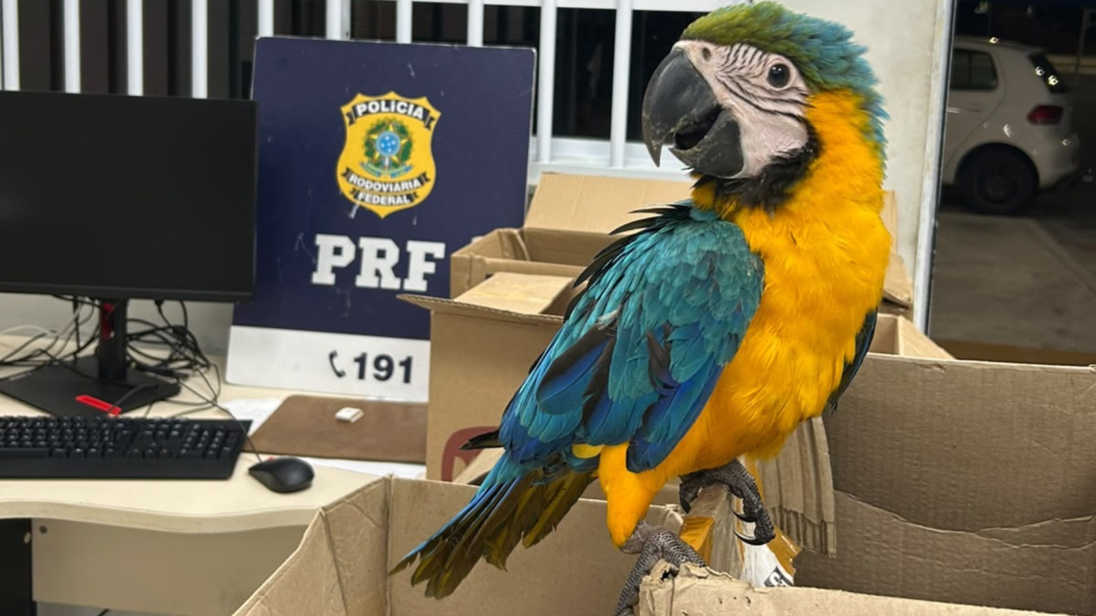 Foto arara