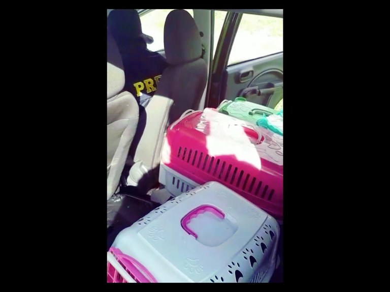 11 filhotes de Shitzu e Lulu da Pomerânia transportados com sinais de maus tratos são resgatados pela PRF na região oeste da Bahia