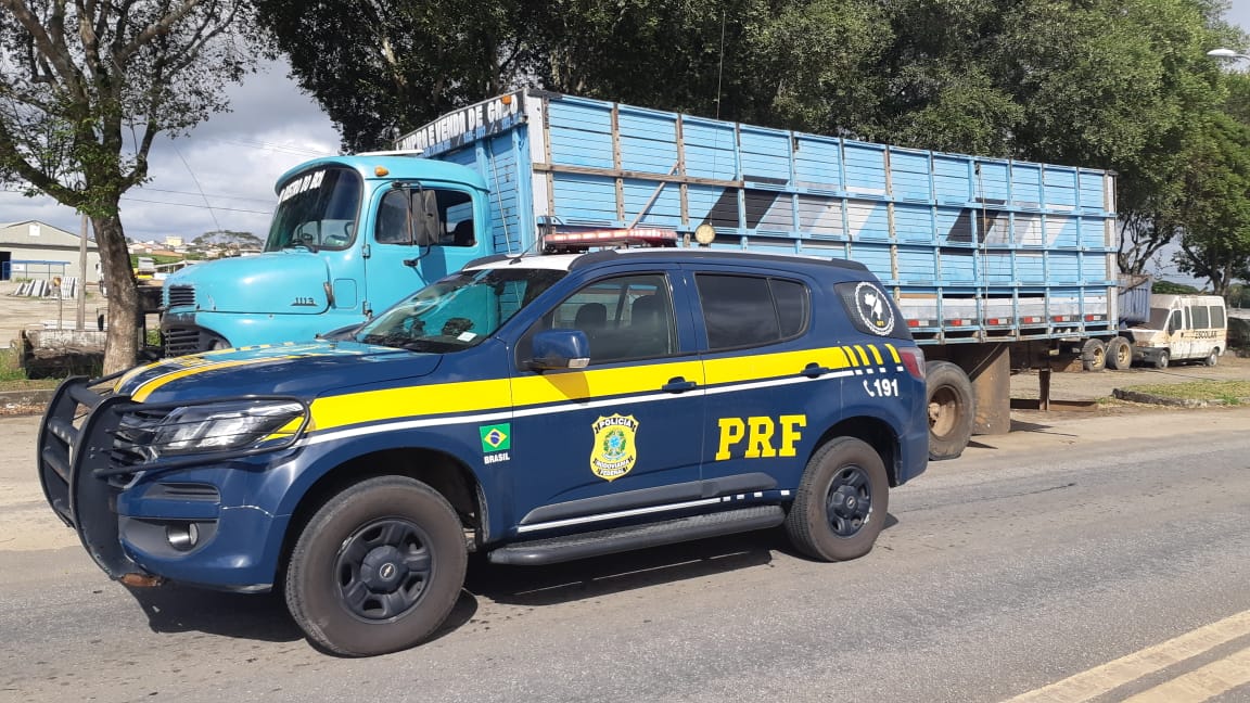 PRF recupera 21 bovinos que haviam sido furtados de uma fazenda na região de Medeiros Neto (BA)