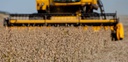 Produção pode alcançar novo recorde com 248 milhões de toneladas