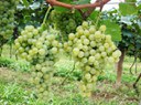 Produção de uvas | Foto: Valtair Comachio - Embrapa