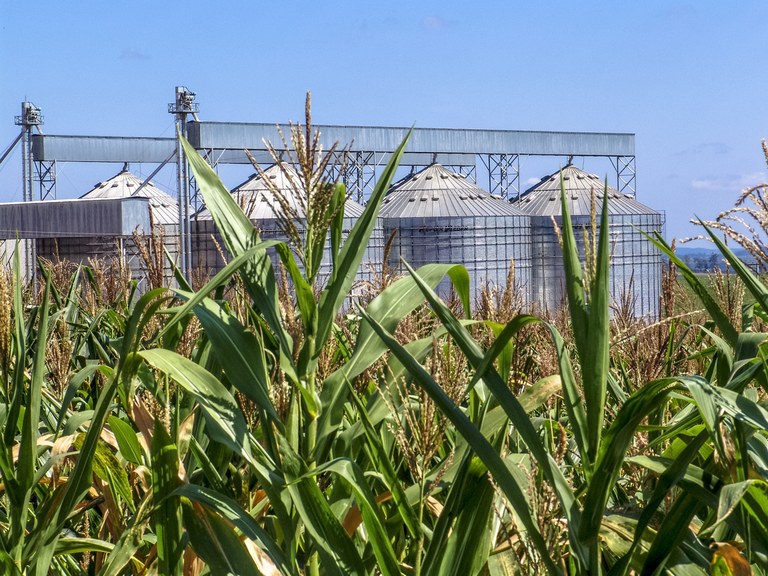 Plantação de milho | Foto: iStock / MAPA