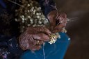 Apanhadores de flores são reconhecidos como Patrimônio Agrícola Mundial
