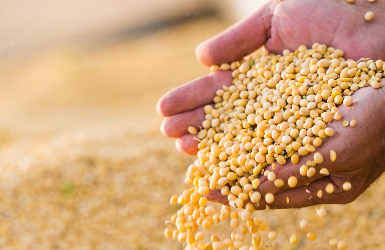 Safra de grãos 2019/2020 deve alcançar recorde de 251,9 milhões de toneladas