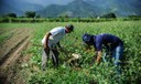 Garantia-Safra pagará R$ 73,3 milhões em benefícios para agricultores familiares em Abril