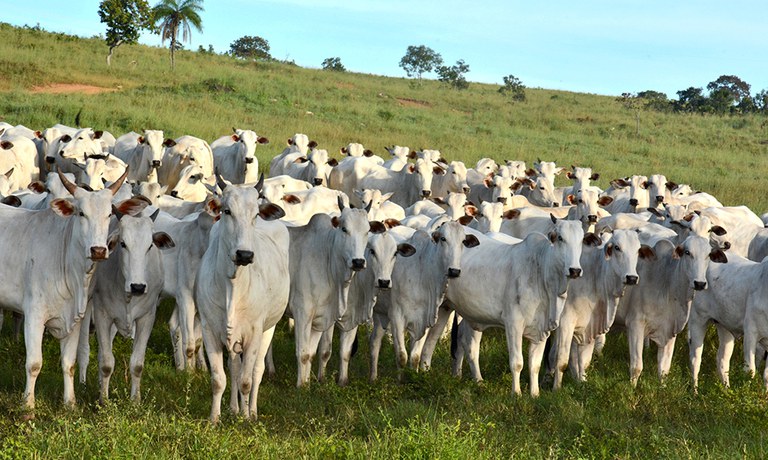 Brasil alcança 60 mercados de exportação de produtos agropecuários