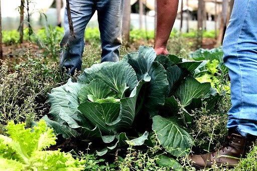 Programa Nacional de Bioinsumos incentiva desenvolvimento sustentável na agropecuária