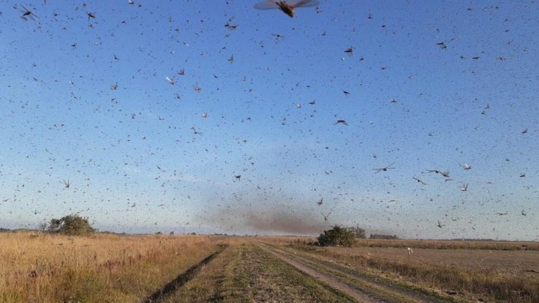 Ministério da Agricultura está monitorando nuvem de gafanhotos que invadiu a Argentina