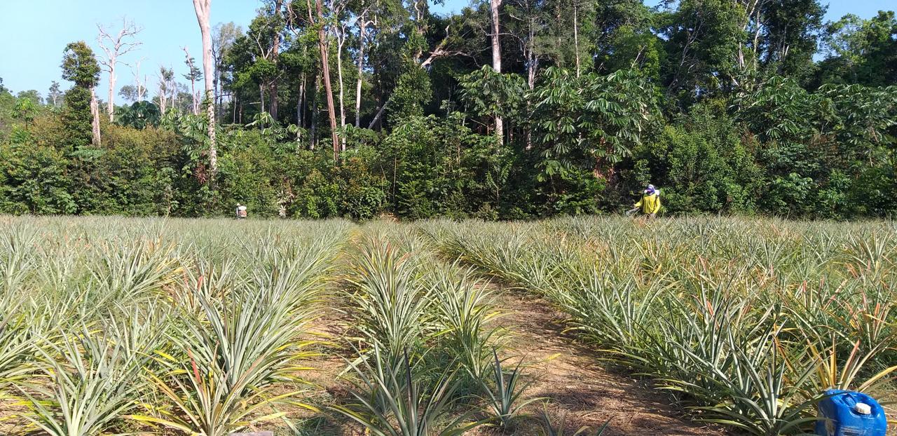 cooperativa Amazonas