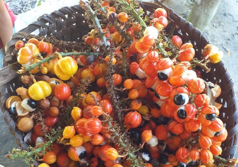 Guaraná da Terra indígena Andirá-Marau garante Indicação Geográfica para população indígena