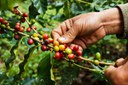 Funcafé ultrapassa R$ 3,5 bilhões em liberações para o setor cafeeiro