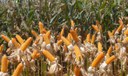 Brasil deve colher 265,9 milhões de toneladas de grãos na safra 2020/2021