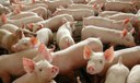 Norma estabelece as boas práticas de manejo na produção comercial de suínos
