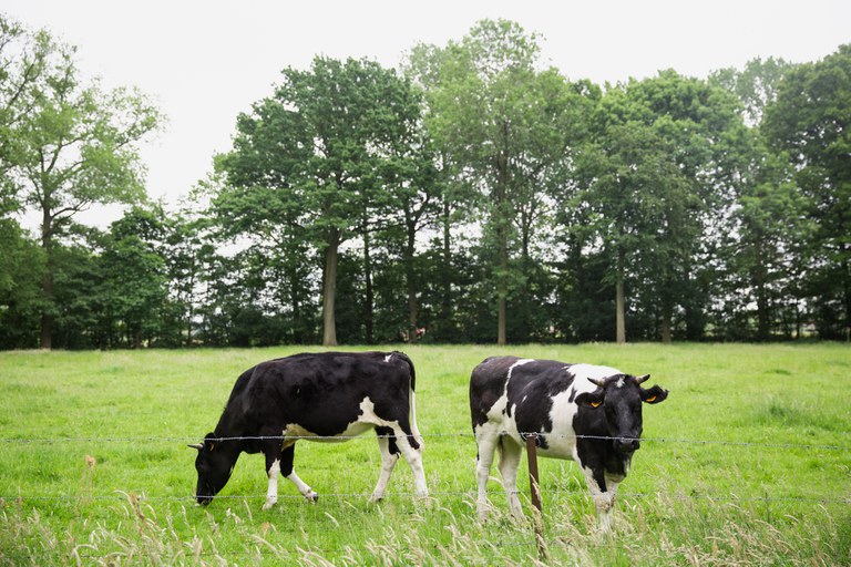 Governo institui sistema para monitorar Plano ABC 2021/2030