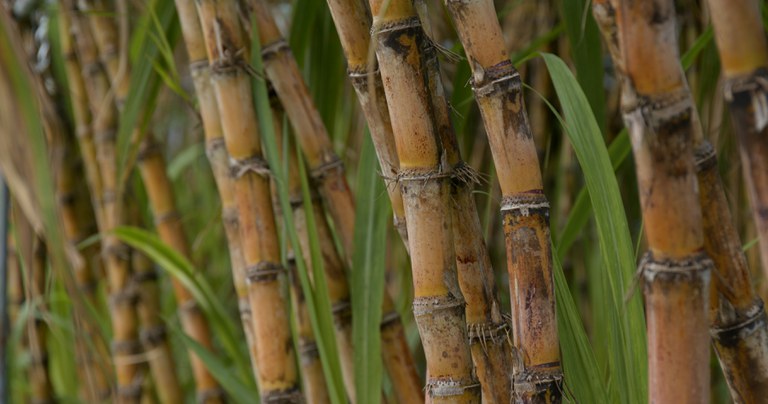 Mecanização na colheita da cana-de-açúcar provoca redução das emissões de gases de efeito estufa