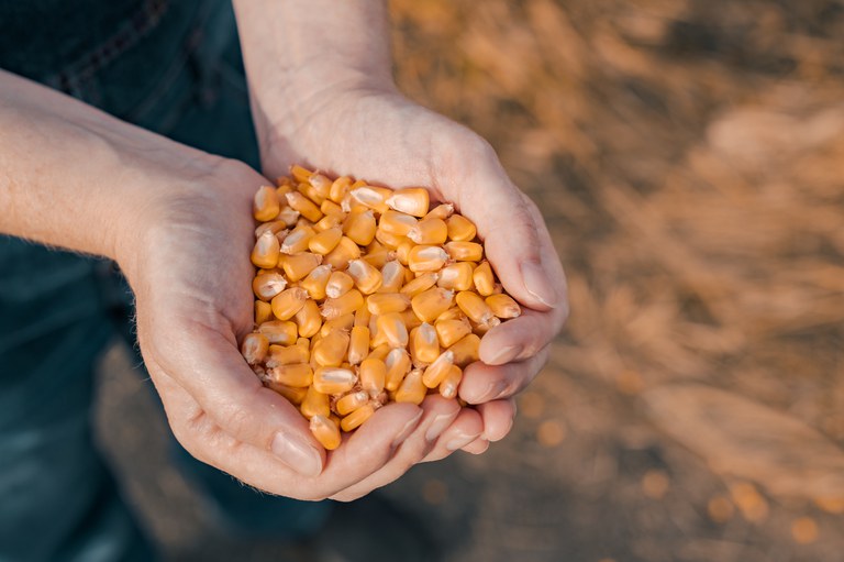 Produção de grãos da safra 2020/21 deve alcançar 268,3 milhões de toneladas