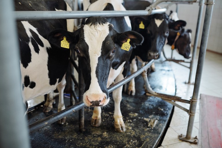 Aprovadas medidas para beneficiar o setor leiteiro