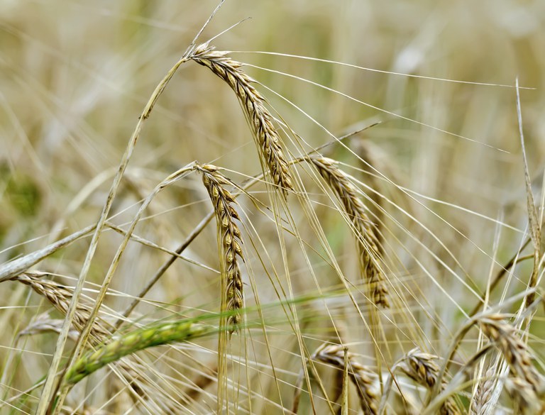 Com supersafra, produção de grãos é estimada em 272 milhões de toneladas