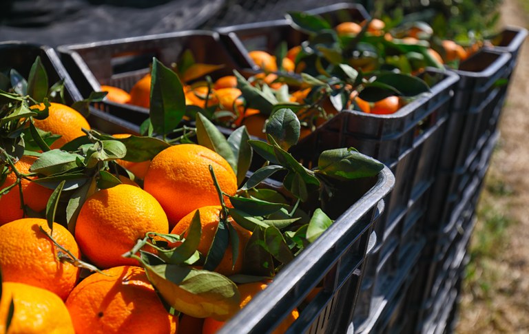 Governo reajusta preços mínimos da laranja e do trigo
