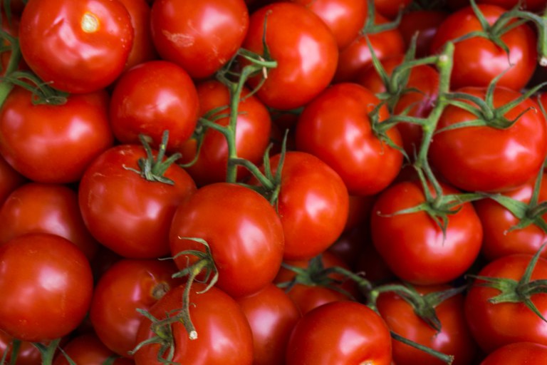 Pesquisadores identificaram fungos que estimulam crescimento de tomate