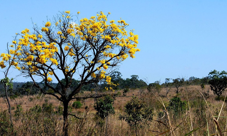 Programa alia sustentabilidade e produção agropecuária
