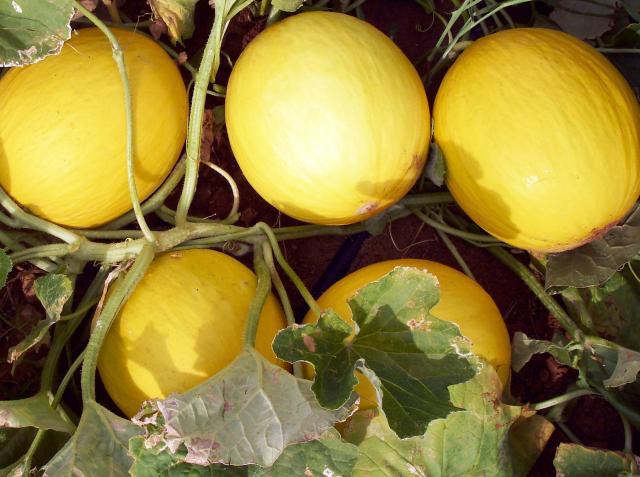 Expandida área livre da mosca das frutas nos estados do Ceará e Rio Grande do Norte