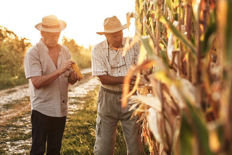 Garantia-Safra autoriza pagamento para mais de 44 mil agricultores familiares