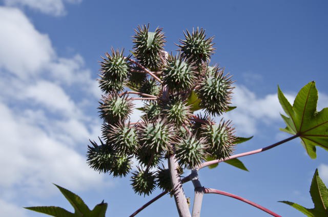 Publicado zoneamento agrícola da cultura da mamona para a safra 2021/2022