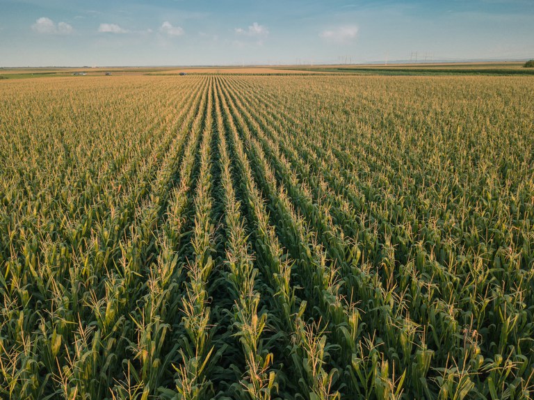 Publicado zoneamento agrícola do milho de primeira safra para 2021/2022