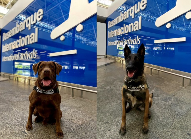 Dois novos cães de detecção vão reforçar a fiscalização agropecuária em portos, aeroportos e fronteiras