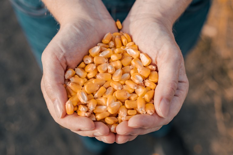 Aporte de até 200 mil toneladas de milho atenderá pequenos criadores do país