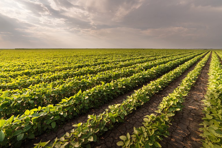 Calendários de semeadura de soja passam a ser obrigatórios para 20 estados