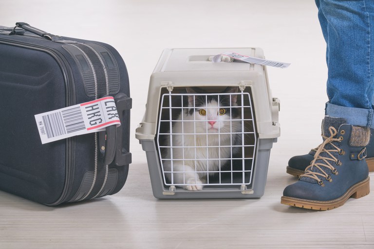 Viagens internacionais com pets exigem certificado veterinário emitido pelo Mapa