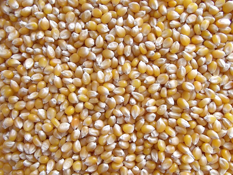 Lei define o acesso de pequenos criadores de animais ao milho comercializado pela Conab