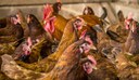 Brasil reforça medidas de prevenção da influenza aviária